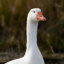 goose