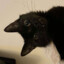 DoDO