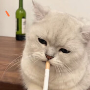 大残是你的谎言