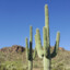 A Sexually Active Cactus