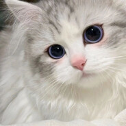 "我嘴笨，說不完的愛能做嗎？"