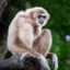 Goofy Gibbon