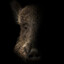 The Boar