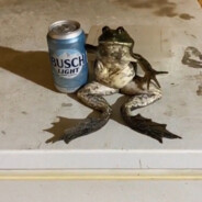 sᴇᴀᴅᴇᴠɪʟs