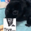 :trueseal: