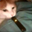 BOT juul cat