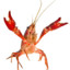 LT.Crayfish