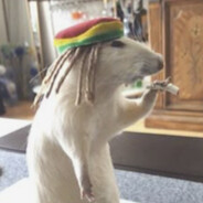 ratthew
