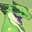 Ranger's Avatar