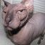 Dissatissfied_Cat