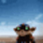 Raccoon(3)
