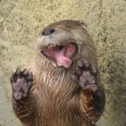 Otter in Water