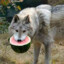 Wolf_Lof