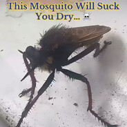 This Mosquito Will Suck You Dry