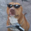DOG MAL
