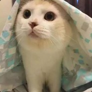 对面厉害么！我养的！