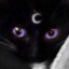 blackcatwhitehm