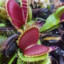 VenusDionaea