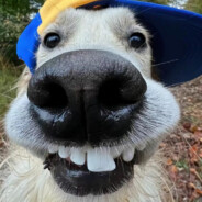 一抹清风醉红尘