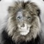 lionwiz