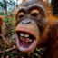 OrangutangChang