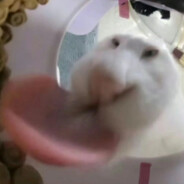 忧郁在逃母吗喽