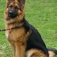 Walzi