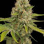og kush