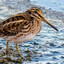 Bobbing Jack Snipe