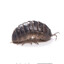 Rollie Pollie