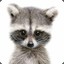 raccoon