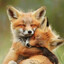 FOXYWOOFY