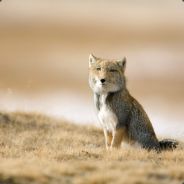 Phabz - steam id 76561197971754084