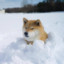 Winter Doge