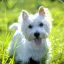 ToucheTerrier
