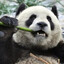 ProPanda