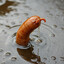 WETSAUSAGE
