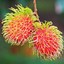 Rambutan