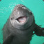 Intensive Porpoises
