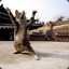 Fighting_CAT