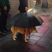 Annoying doggo