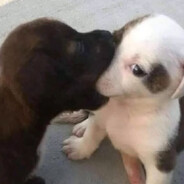 сагърай лезгияр