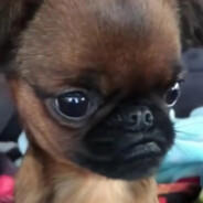 AG超玩会王者荣耀梦遗