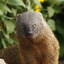 mongoose