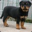 Pedrão Rottweiler