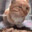 fat cat