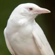 TheWhiteCrow