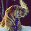 -Bengal-