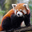 Red panda