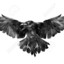 Aussie Raven